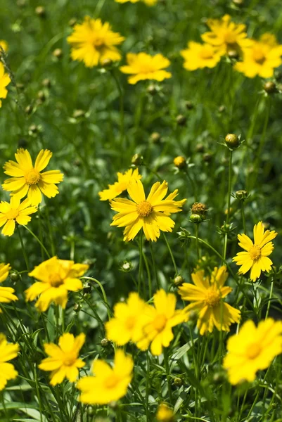 stock image Yellow flower on a background a grass