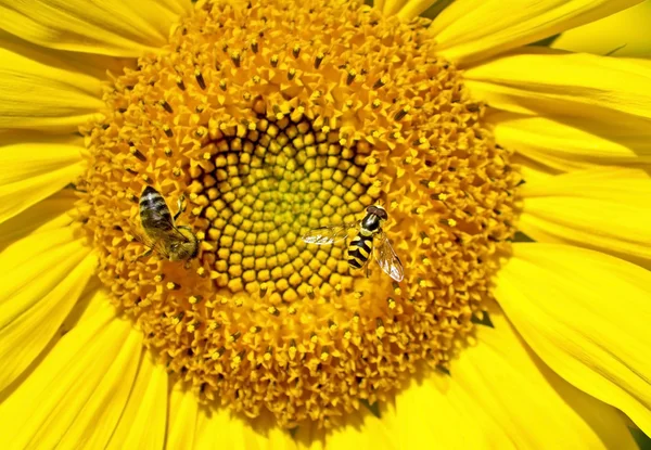 Bi på sunflower samlar nektar — Stockfoto