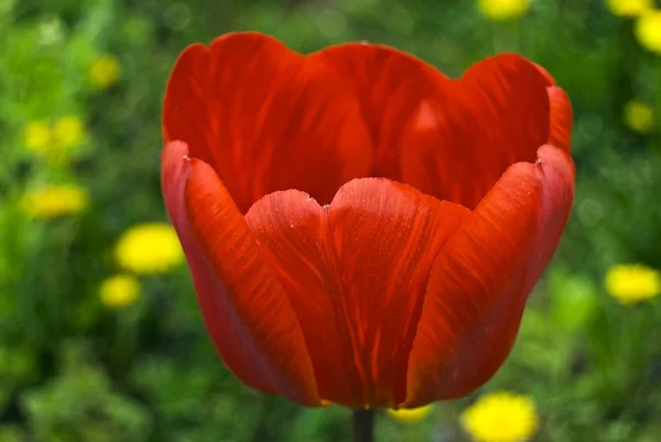 Tulipán se otevřít své okvětní lístky — Stock fotografie