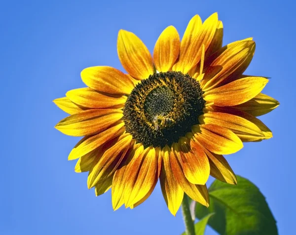 Solros med ett bi på en bakgrund av blå himmel — Stockfoto