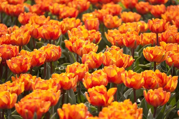 Flowerbed of tulips — Stock Photo, Image