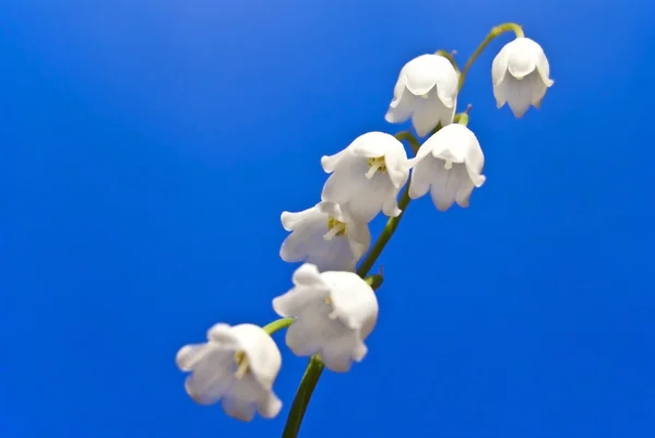 Květina Konvalinka na modrém pozadí — Stock fotografie