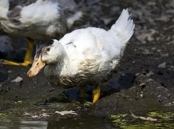 Pato en la orilla en el barro del río —  Fotos de Stock