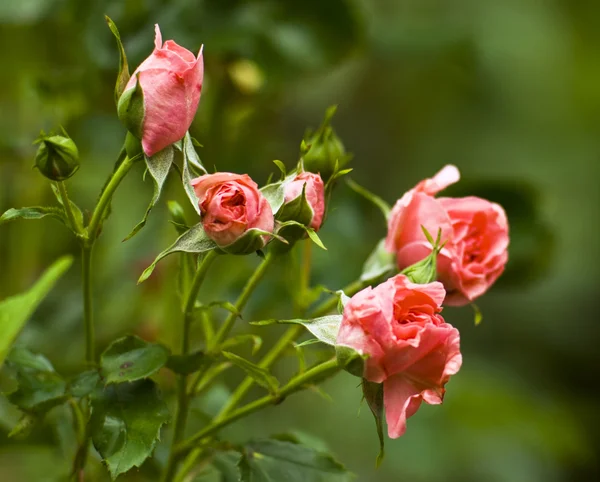 stock image Rustic roses on a green background