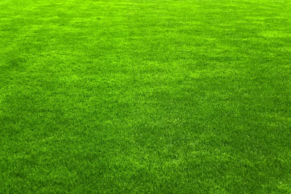 Vacker bakgrund grönt gräs — Stockfoto