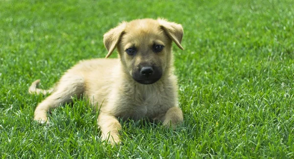 köpek yeşil çim üzerinde