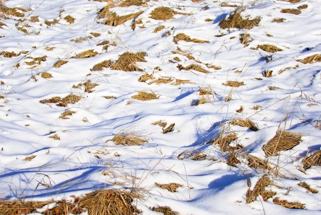 The melting snow reveals the dead grass beneath it in the field.