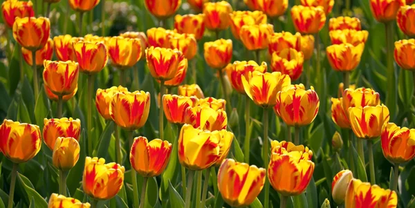 Tulipan kolorowe pola — Zdjęcie stockowe