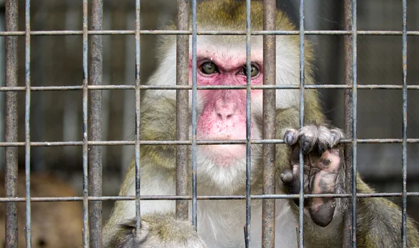 stock image Monkey in a cage with sad eyes