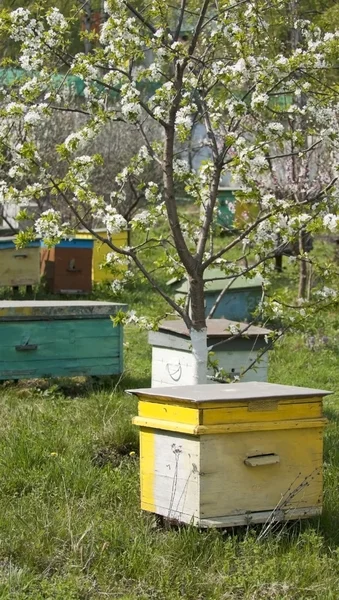 Stock image Bee clues in the spring meadow garden