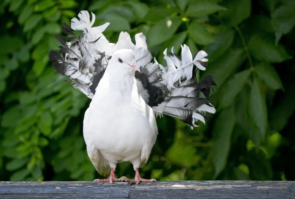 Decorative pigeon sitting on a wooden perch — Stock Photo, Image