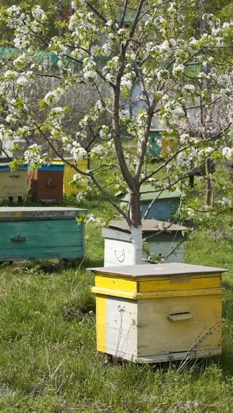 Indizi delle api nel giardino dei prati primaverili Immagine Stock
