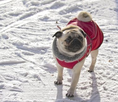 Pug dog laying down and looking at the camera isolated on a whit clipart