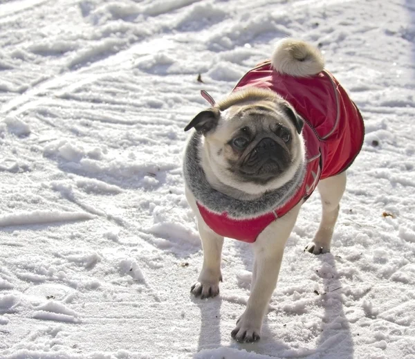 stock image Pug dog laying down and looking at the camera isolated on a whit