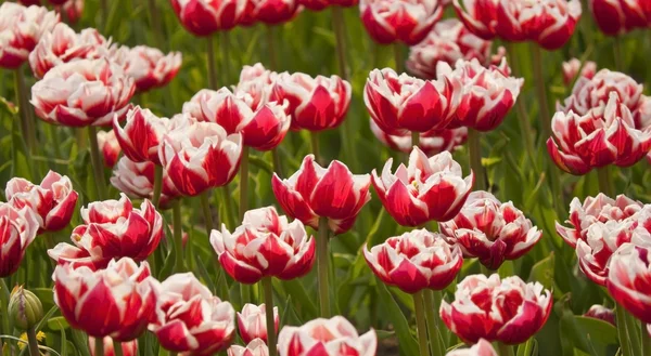 Campo di tulipano colorato — Foto Stock