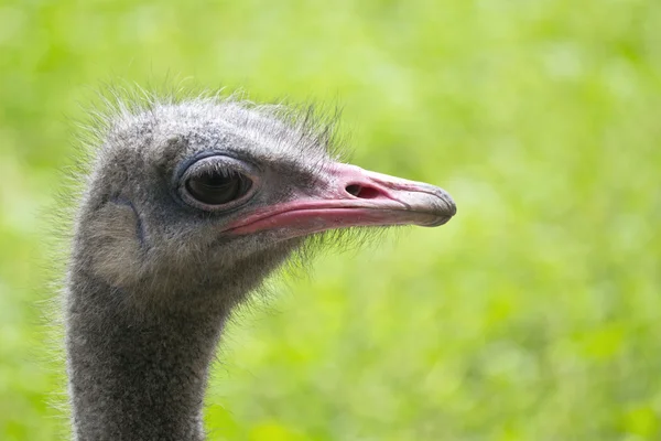 stock image Curious ostrich portrait on a green background