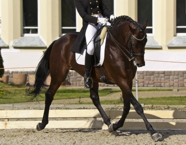Dressage horse and rider clipart