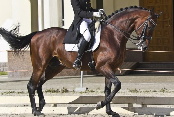 Drezúra koně a jezdce — Stock fotografie