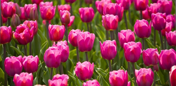Tulipany w słońce wiosna — Zdjęcie stockowe