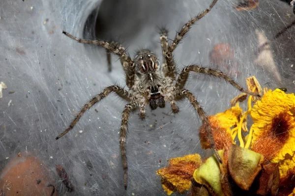 Χωνί web αράχνη — Φωτογραφία Αρχείου