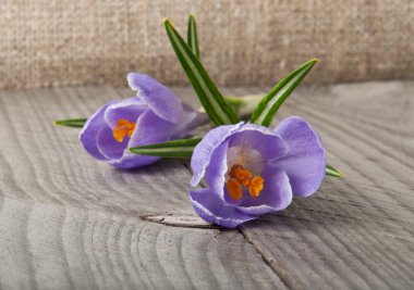 Eski ahşap arka planda timsahlar