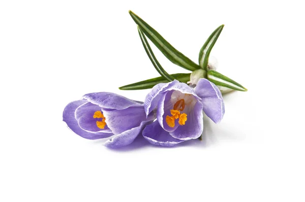 Crocus - flores de primavera — Fotografia de Stock