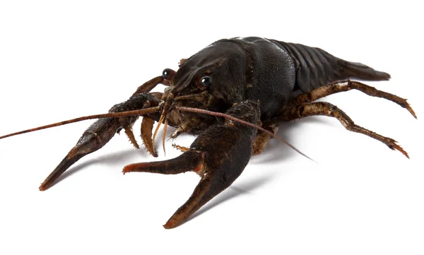 Crayfish isolated on white background — Stock Photo, Image