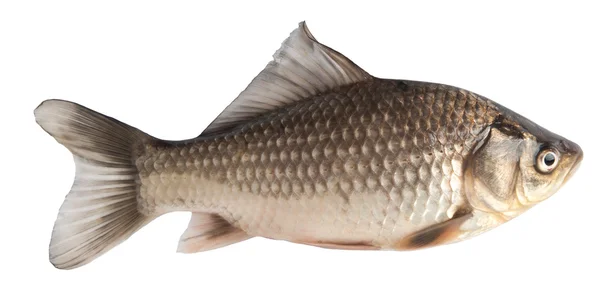 Свежая рыба-карп на белом фоне — стоковое фото