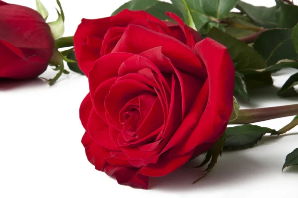 Tres rosas rojas oscuras aisladas en blanco — Foto de Stock