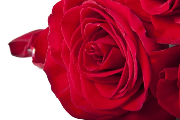 Rosa rossa sullo sfondo bianco (isolata ). — Foto Stock