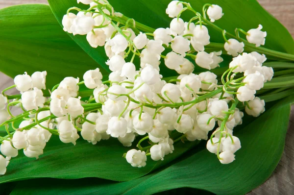 Blooming Lily-of-the-valley closeup — Stock Photo, Image