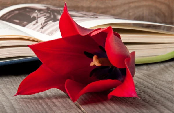 Red tulip against the backdrop of an open book — Stock Photo, Image