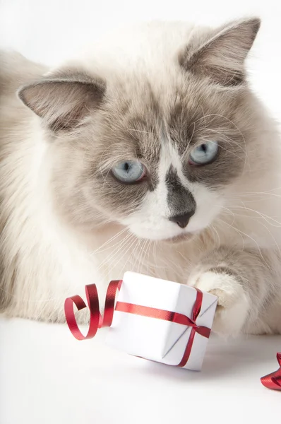 Cajas de regalo y gato —  Fotos de Stock