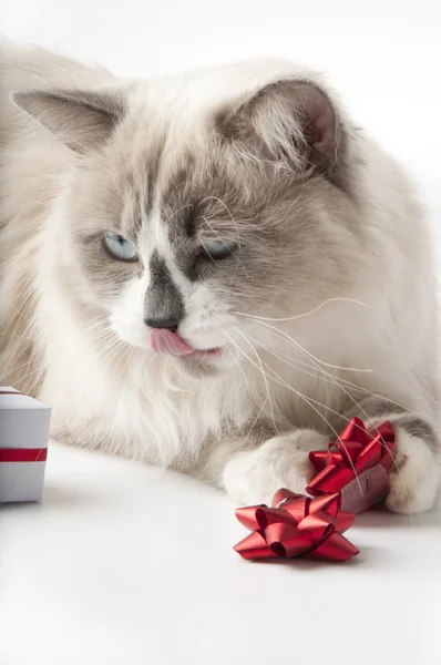 Katt och gåva lådor — Stockfoto