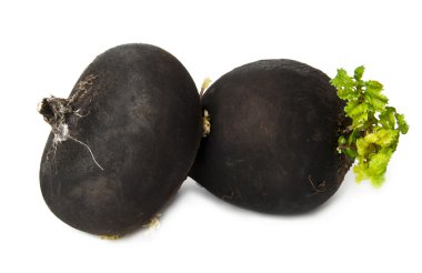 Black radish on a white background clipart