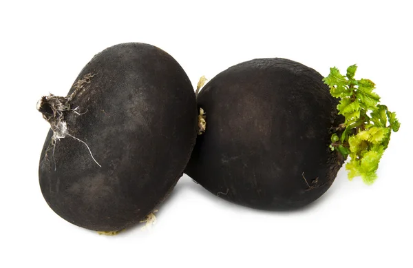 stock image Black radish on a white background