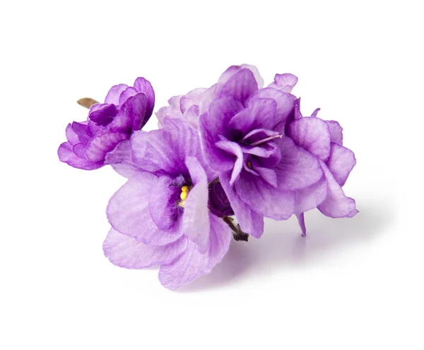 Três violetas sobre fundo branco — Fotografia de Stock