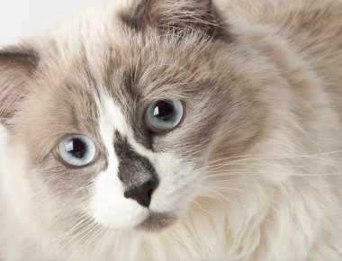 Ragdoll doğurmak-in kedi yüzüne yakın çekim