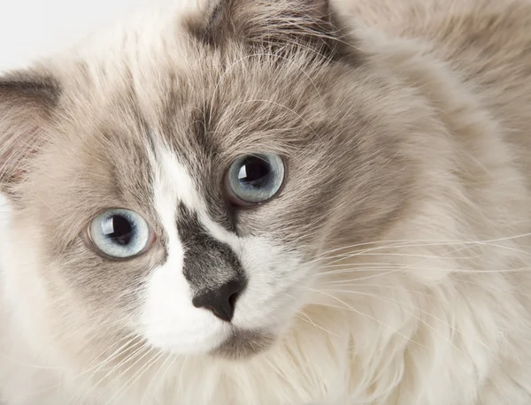 stock image Ragdoll breed of cat face close-up