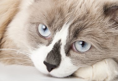 kedi yüzüne yakın çekim