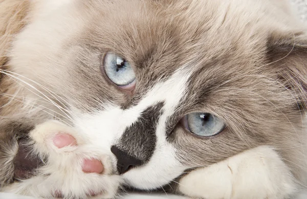 Wajah kucing close-up — Stok Foto