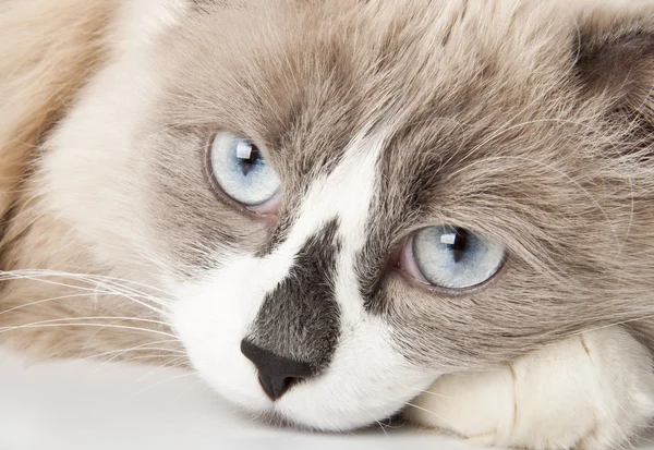 Wajah kucing close-up — Stok Foto