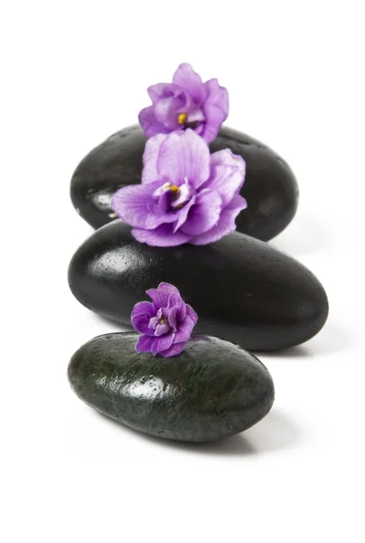 Stones with purple flower — Stock Photo, Image