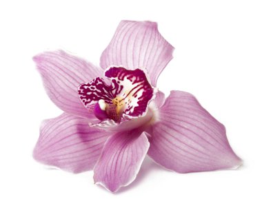 Pink orchid on a white background clipart