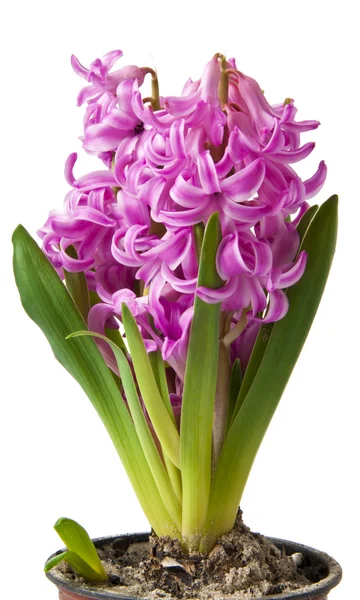 Pink Hyacinth on a white background — Stock Photo, Image