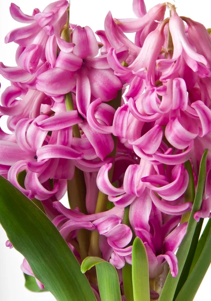 Pink Hyacinth — Stock Photo, Image