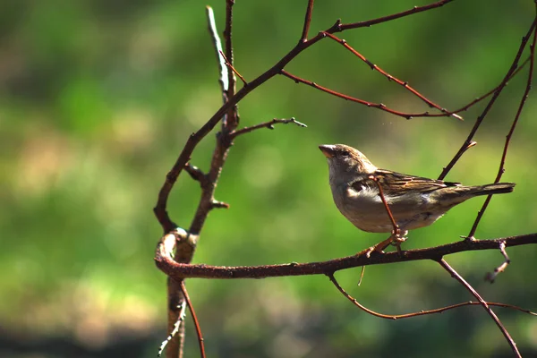 stock image Female of a sparrow