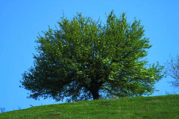 Цветущее дерево — стоковое фото