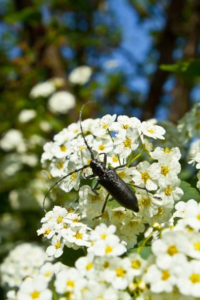 Grande inseto — Fotografia de Stock