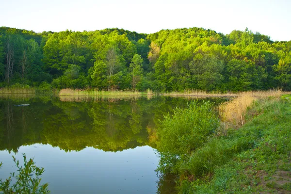 Dřevo jezero v slunečný den — Stock fotografie